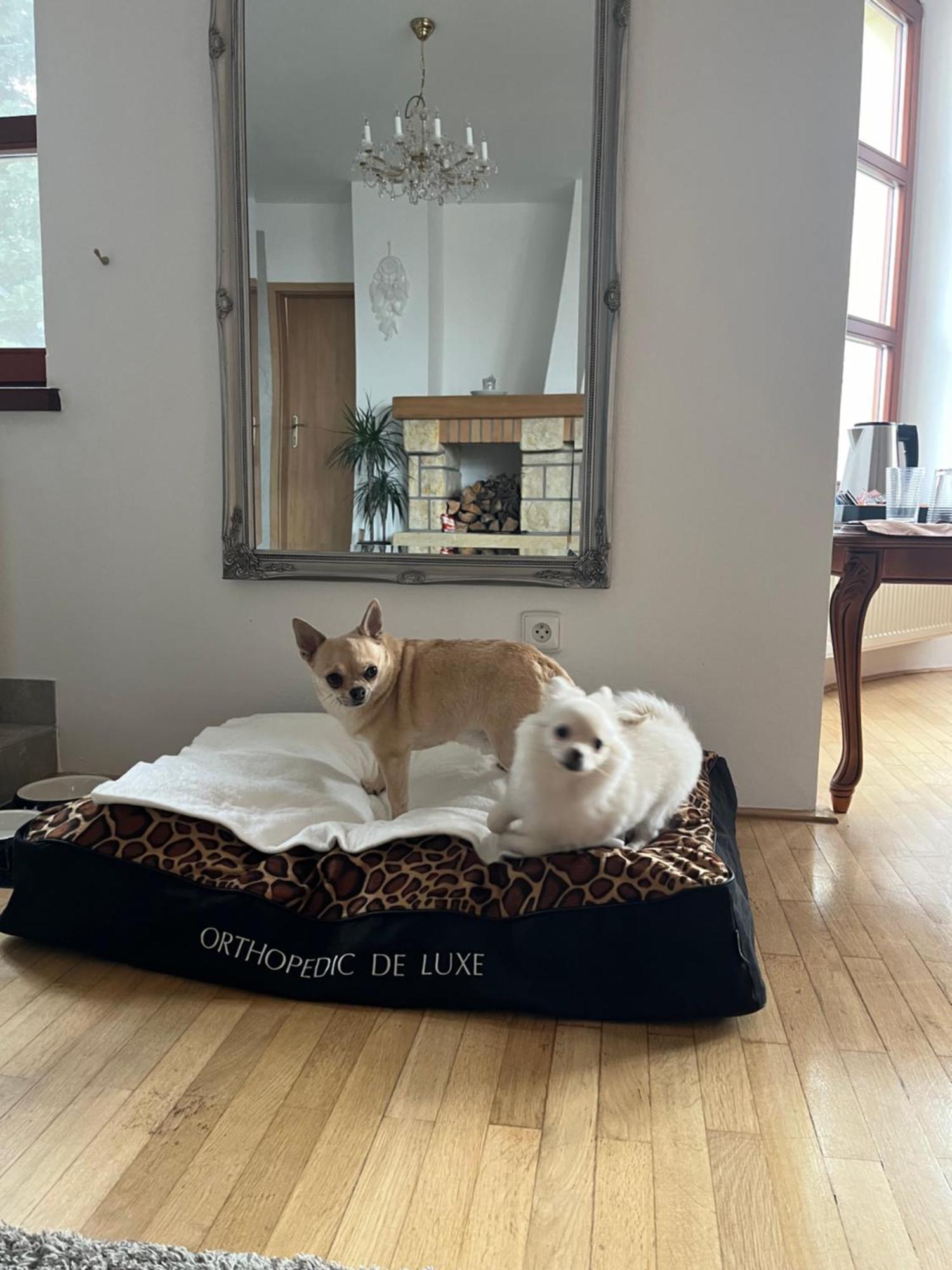Dogs Resort And Spa Horni Bezdekov Екстериор снимка